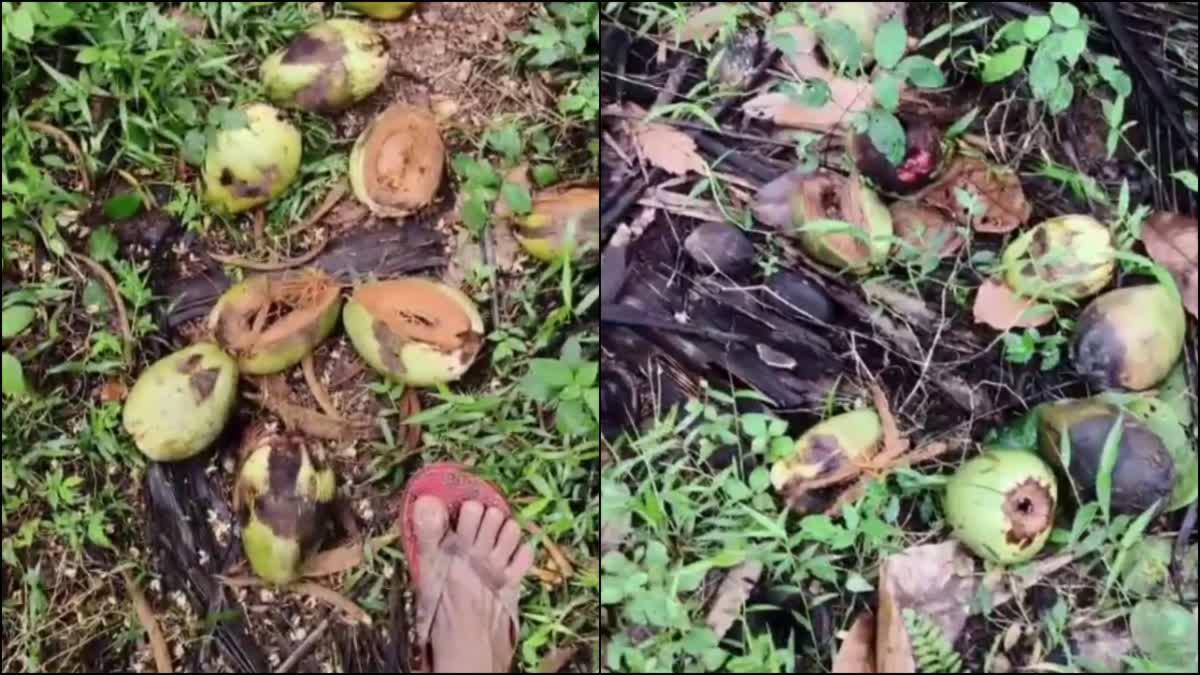 ದಕ್ಷಿಣ ಕನ್ನಡ:ಸುಳ್ಯ-ಕಡಬ ಉಭಯ ತಾಲೂಕಿನ ಗ್ರಾಮಗಳಲ್ಲಿ ಕೃಷಿಕರಿಗೆ ಮಂಗಗಳ ಕಾಟ